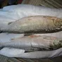 свежемороженая рыба кета в Анадыре и Чукотском автономном округе