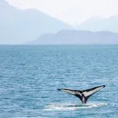 Зверобои Чукотки получили лимиты китов