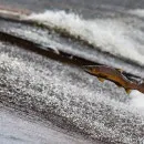 Добытчики лосося на Чукотке получили дополнительные лимиты