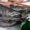 Коренные жители Чукотки просят сократить квоты на промысловый вылов рыбы