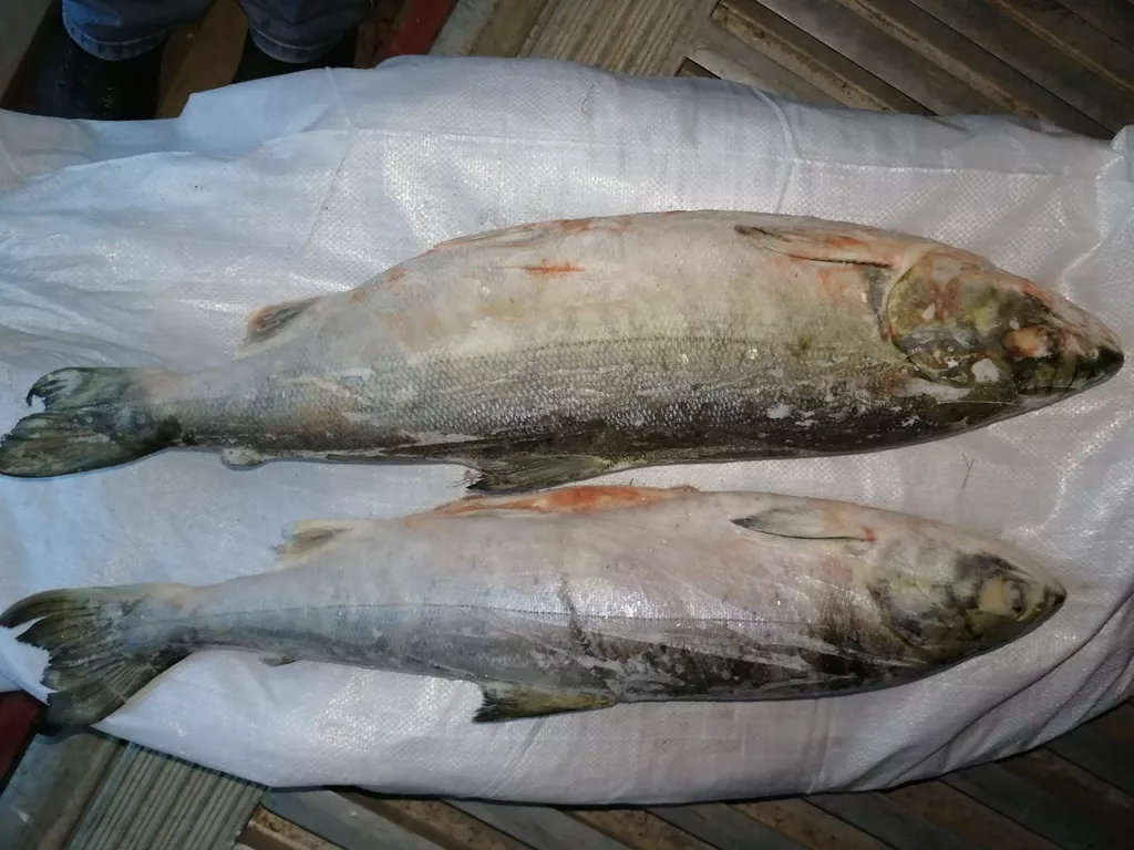 свежемороженая рыба кета в Анадыре и Чукотском автономном округе 2