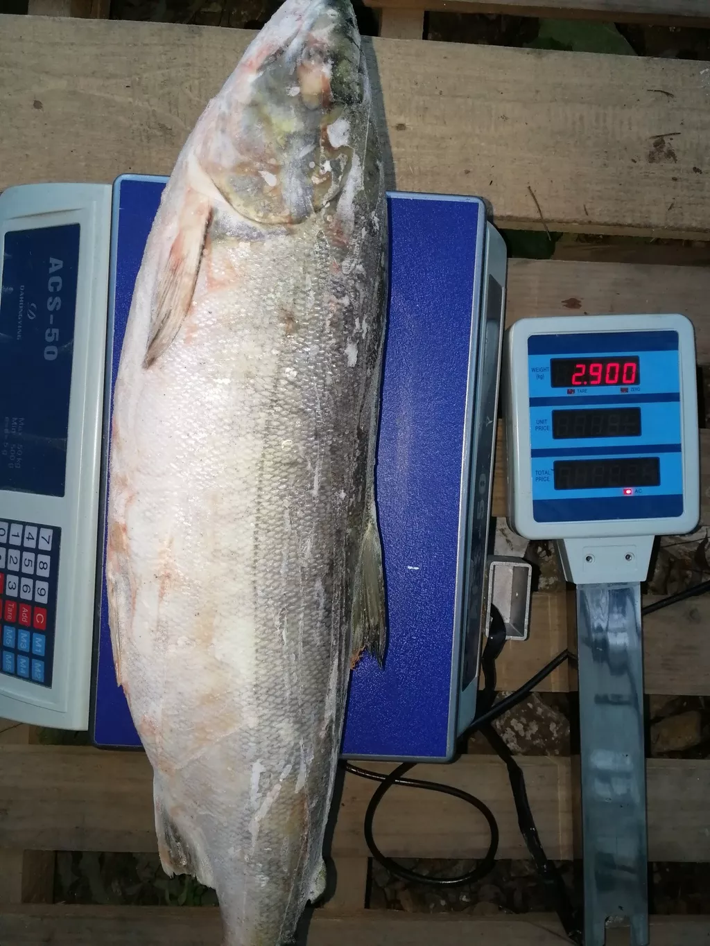 свежемороженая рыба кета в Анадыре и Чукотском автономном округе